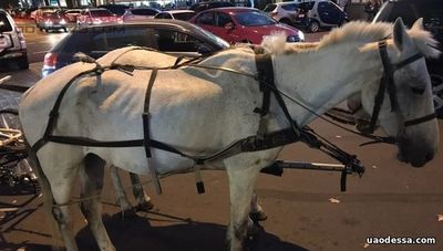 Истощенную лошадь эксплуатируют в центре Одессы