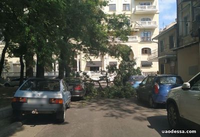В центре Одессы крупная ветка рухнула на два автомобиля