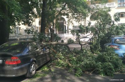 В центре Одессы крупная ветка рухнула на два автомобиля